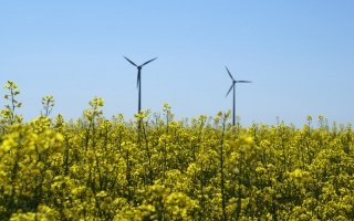 Rapsfeld mit Windrädern